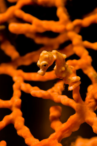 Pygmy Seahorse