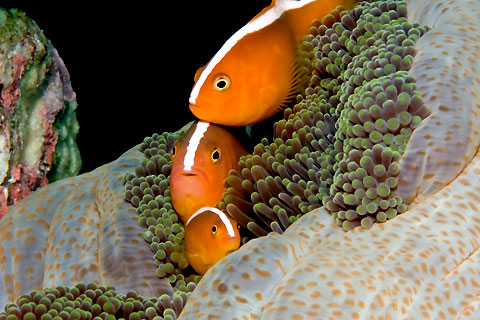 Trio Anemonefishes