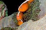 Trio Anemonefishes