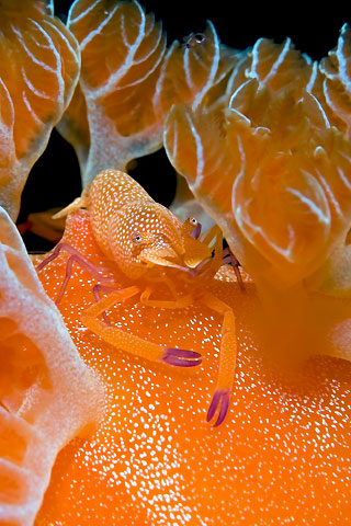 Emperor Shrimp on Spanish Dancer