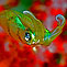 Juvenile Squid