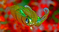 Juvenile Squid