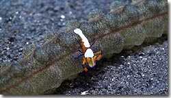 An Emperor Srimp crawling over a sea cucumber, Bali,Indonesia