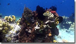 Coral reef at Menjangan Island,Indonesia