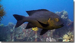 Midnight Snapper, Bali,Indonesia