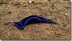 A beautiful nudibranch with electric blue markings, Zen resort, Bali,Indonesia