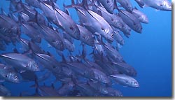 A school of resident trevally, Zen resort, Bali,Indonesia