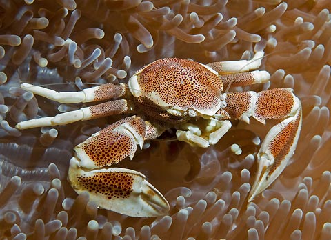 Porcelain Crab