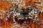 Zebra Crab and eggs