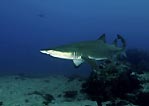 Grey Nurse Shark