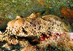 Wobbegong