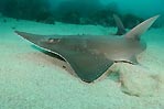 Guitarfish