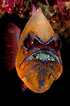 Cardinalfish with Eggs