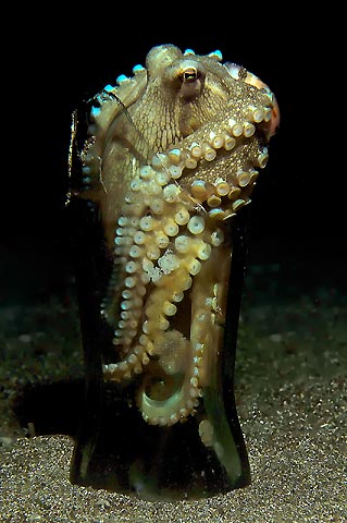 Octopus