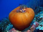 Nemo and Shrimp on Anenome