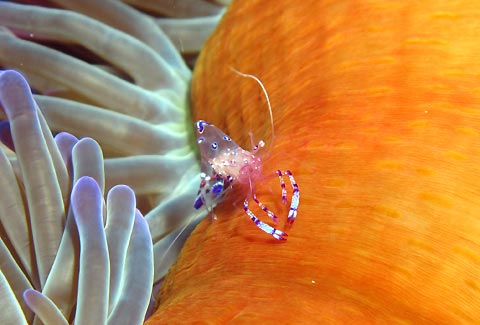 Shrimp on Anenome