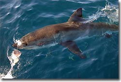 Great White Shark, cage diving at Neptune Island. Port Lincoln, South Australia