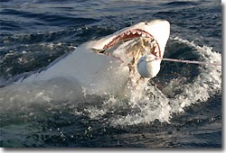 Great White Shark, cage diving at Neptune Island. Port Lincoln, South Australia