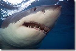 Great White Shark, cage diving at Neptune Island. Port Lincoln, South Australia