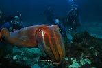 Giant Cuttlefish