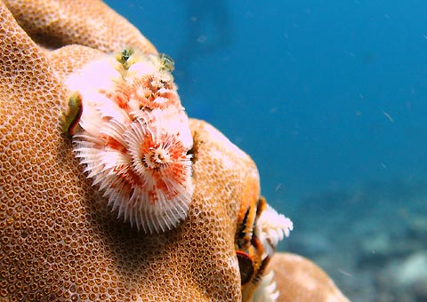 Christmas tree Worm