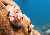 Christmas tree Worm