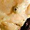 Frogfish