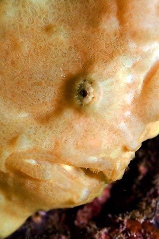 Frogfish