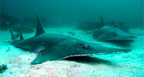 Shovelnose Ray