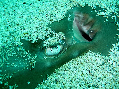 Eye of A Shovelnose Ray