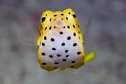 Yellow Boxfish