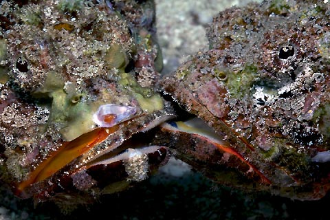 Fighting Scorpionfish