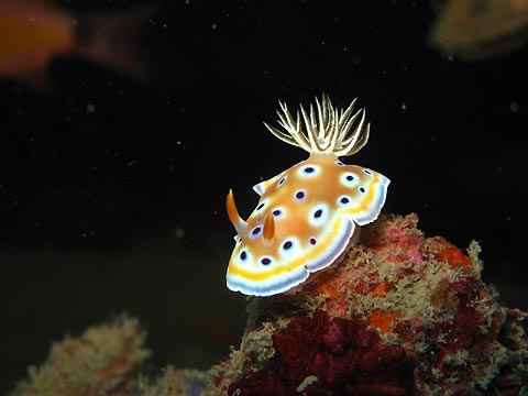 Nudibranch