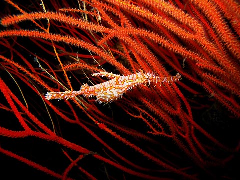 Harlequin Ghostpipefish