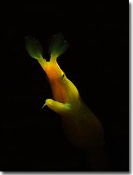 A yellow Ribbon Eel, Tulamben, Bali, Indonesia 