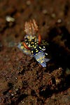 Hypselodoris obscura eating