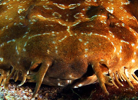 Wobbegong Shark