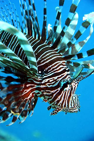 Lionfish