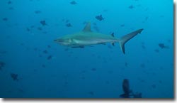 A Grey Reefshark patrolling. Sipadan, Borneo, Malaysia