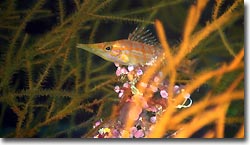 A Long-nose Hawkfish. Sipadan, Borneo, Malaysia