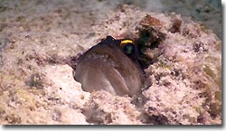 A male Jawfish looking after its eggs. Sipadan, Borneo, Malaysia