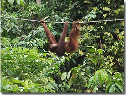 Orang Utan in the sanctuary. Sipadan, Borneo, Malaysia