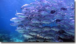 A school of Big-eye Trevally. Sipadan, Borneo, Malaysia