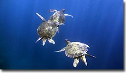 Green Turtles mating. Sipadan, Borneo, Malaysia