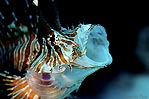 Yawning firefish