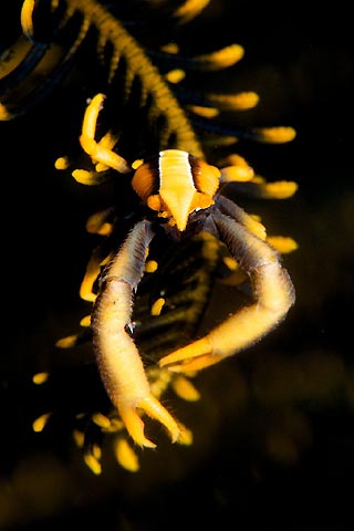 Squat Lobster