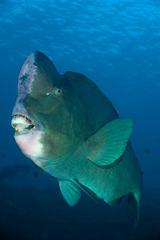 Bumphead Parrotfish