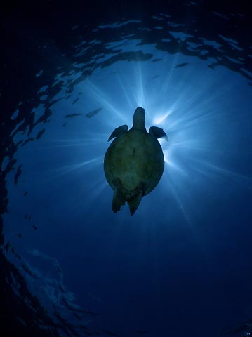 Turtle Silhouette