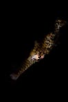 Pipefish