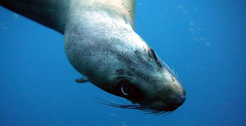 The Almost Too Friendly Seal